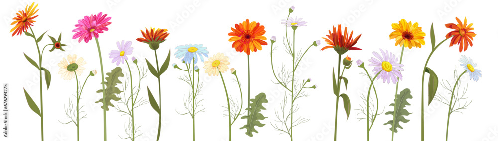 Horizontal set chamomile, daisy, marigold, gerbera. White, red, orange, blue flowers, panoramic view. Realistic botanical illustration on white background in watercolor style for design, vector Horizontal set chamomile, daisy, marigold, gerbera. White, red, orange, blue flowers, panoramic view. Realistic botanical illustration on white background in watercolor style for design, vector
