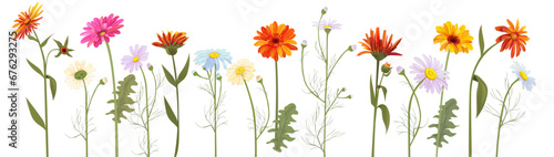 Horizontal set chamomile, daisy, marigold, gerbera. White, red, orange, blue flowers, panoramic view. Realistic botanical illustration on white background in watercolor style for design, vector