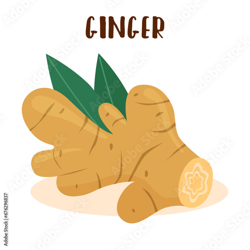 Ginger root with green leaves isolated on white background.