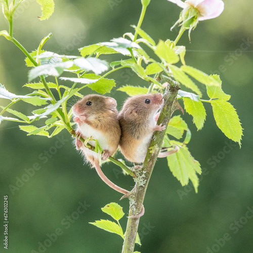 Two little cute harvest mice together on a plant branch