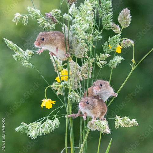 Three cheeky harvest mice hanging in a bunch of wild grasses 