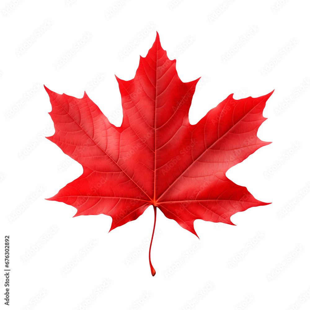 Red maple leaf isolated on transparent or white background, png Red maple leaf isolated on transparent or white background, png