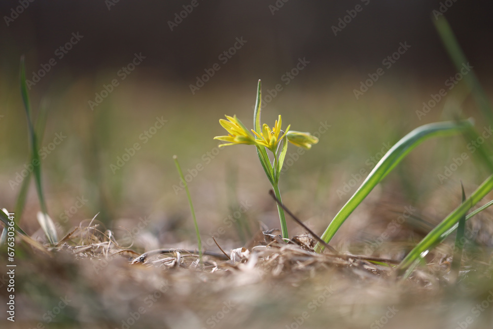 Pasque flowers on spring field. Photo Pulsatilla grandis with nice bokeh. Pasque flowers on spring field. Photo Pulsatilla grandis with nice bokeh.