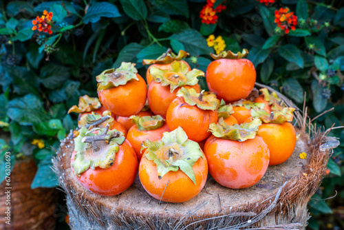Diospyros kaki. Tarabzon, Japanese, paradise, Karaağaç or Mediterranean persimmon, locally called ambe or amme; It is a tree species and its fruit that grows in the Mediterranean Region climate zones