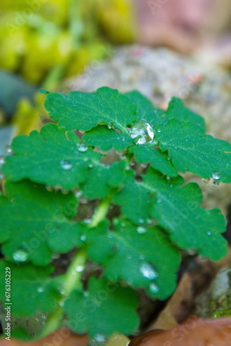 Wassertropfen