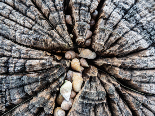 Afrikanische Meeresschnecken in altem Baumstamm