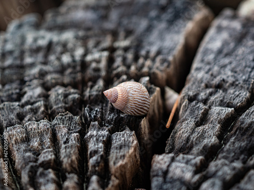Afrikanische Meeresschnecken in altem Baumstamm