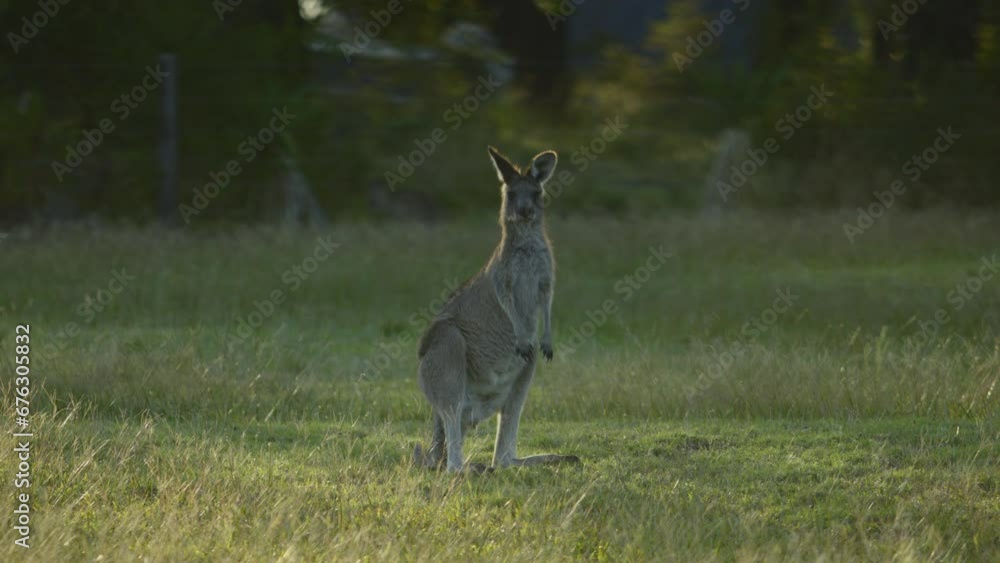 Kangaroo grazing in a grass field Kangaroo grazing in a grass field