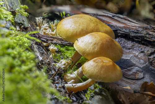 Pilzfamilie im Wald