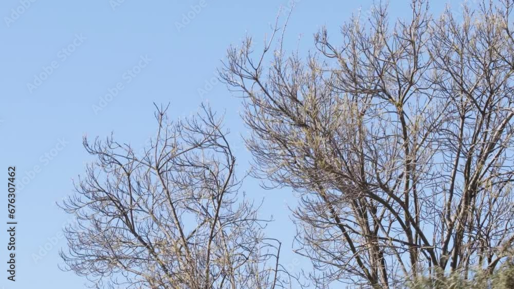 Tree With No Leaves Moving In Strong Wind. Daytime. Maffra, Gippsland, Victoria, Australia Tree With No Leaves Moving In Strong Wind. Daytime. Maffra, Gippsland, Victoria, Australia