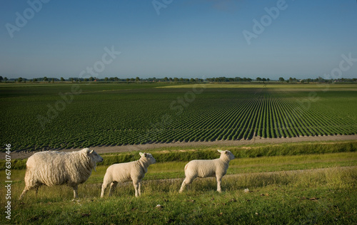 Sheep with two lambs on the dike on the Groninger Wadden coast. In the background the ridges of the potato fields. photo