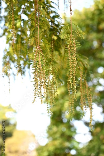 Metasequoia   Dawn redwood   male inflorescences.  Cupressaceae deciduous conifer.