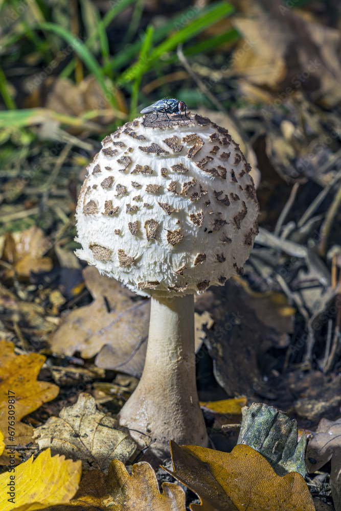 Pilz mit Fliege Pilz mit Fliege