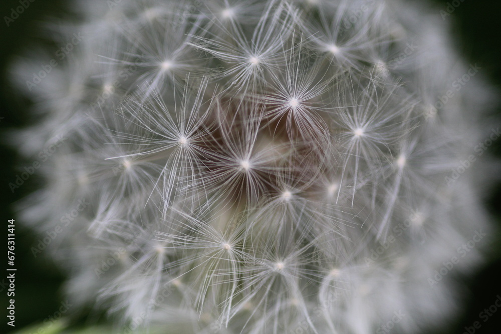 Obraz premium dandelion seed head