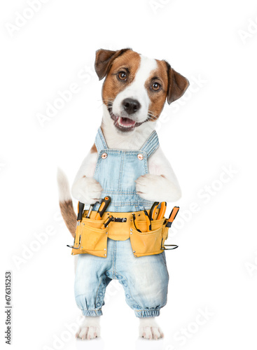 Funny Jack russell terrier puppy wearing denim overalls with tool belt looks at camera. isolated on white background © Ermolaev Alexandr