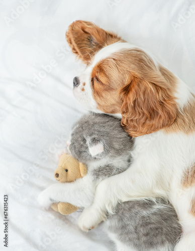 Cavalier King Charles Spaniel sleeps with tiny kitten on the bed at home. Top down view © Ermolaev Alexandr