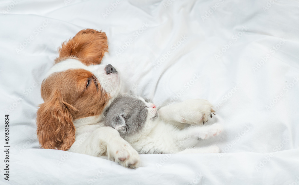 Friendly Cavalier King Charles Spaniel sleeps with tiny kitten on the bed at home. Top down view. Empty space for text Friendly Cavalier King Charles Spaniel sleeps with tiny kitten on the bed at home. Top down view. Empty space for text