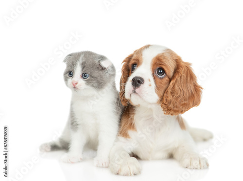 Friendly Cavalier King Charles Spaniel sits with tiny kitten. Pets look up together on mepty space. Isolated on white background