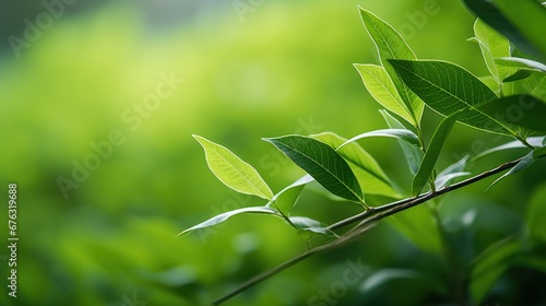 Green background,Nature of green leaf in garden at summer