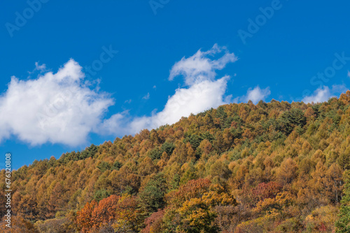 高原の紅葉風景と青空