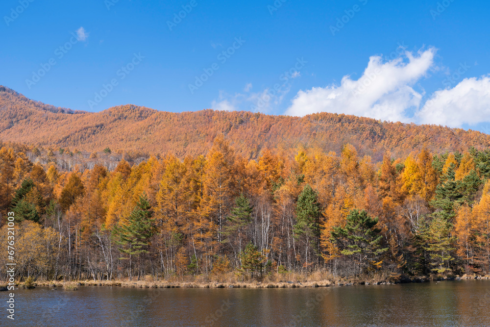 高原の湖　黄色に色づいたカラマツ林と青空