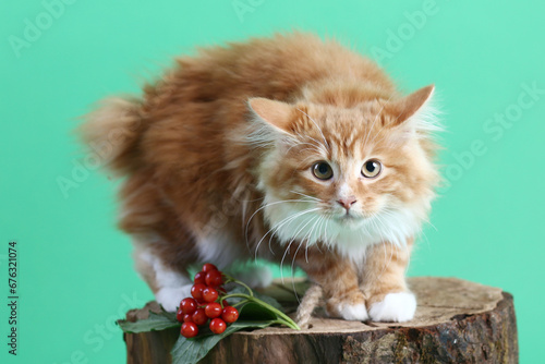 Fotografie red color Kuril bobtail kitten close up photo on green background
