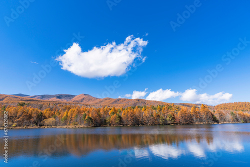 高原の湖 黄色に色づいたカラマツ林と青空