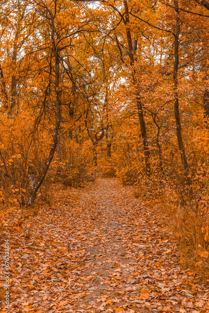 Fototapeta premium Autumn trees in the park