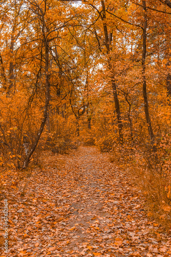 Autumn trees in the park