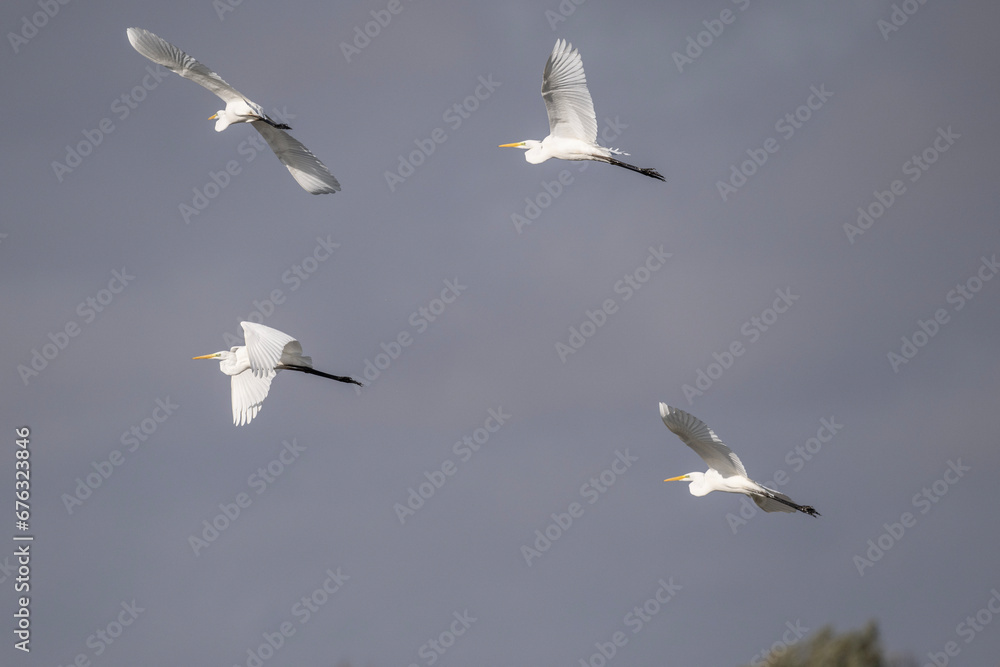 Obraz premium white egret gracefully flies over the water on a sunny autumn day
