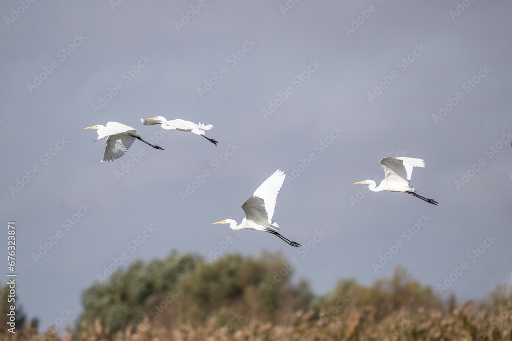 white egret gracefully flies over the water on a sunny autumn day