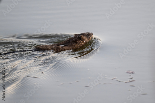 water rat swims along the river during the day