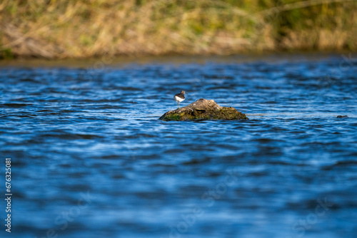 a bird sits on a dry branch above the water on a sunny autumn day