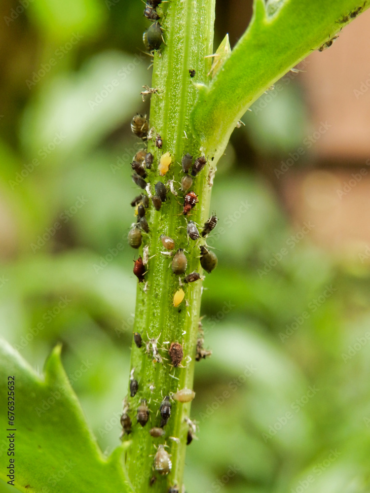 Stem of a Leucanthemum plant inested with bugs including, aphids, jassids, milkweed aphids, greenfly, blackfly and rover ants.
Stem of a Leucanthemum plant inested with bugs including, aphids, jassids, milkweed aphids, greenfly, blackfly and rover ants.