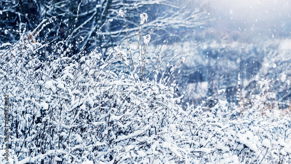 Fototapeta premium Snow-covered bushes in the forest on a blurred background, winter landscape