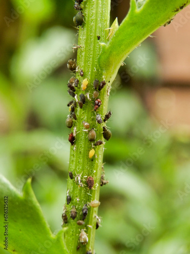 Stem of a Leucanthemum plant inested with bugs including, aphids, jassids, milkweed aphids, greenfly, blackfly and rover ants.
