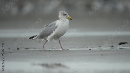 Wallpaper Mural White grey seagull walks on wet sandy beach in slow motion on windy day Torontodigital.ca