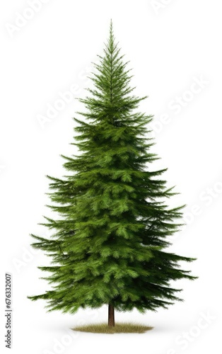 Green Pine  christmas tree  isolated white background