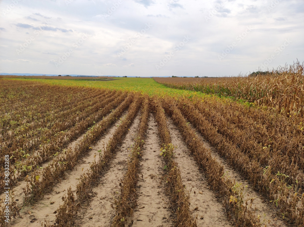 ripe soybean field in bright autumn day in Vojvodina ripe soybean field in bright autumn day in Vojvodina