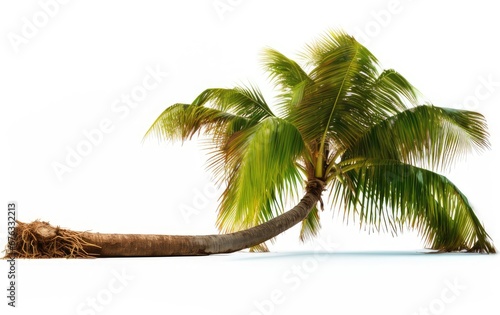 Coconut tree leaning over  isolated white background  Suitable for use in design Decoration work