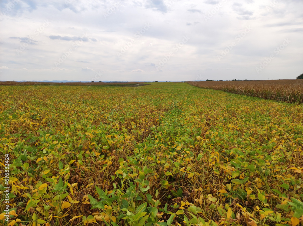 ripe soybean field in bright autumn day in Vojvodina