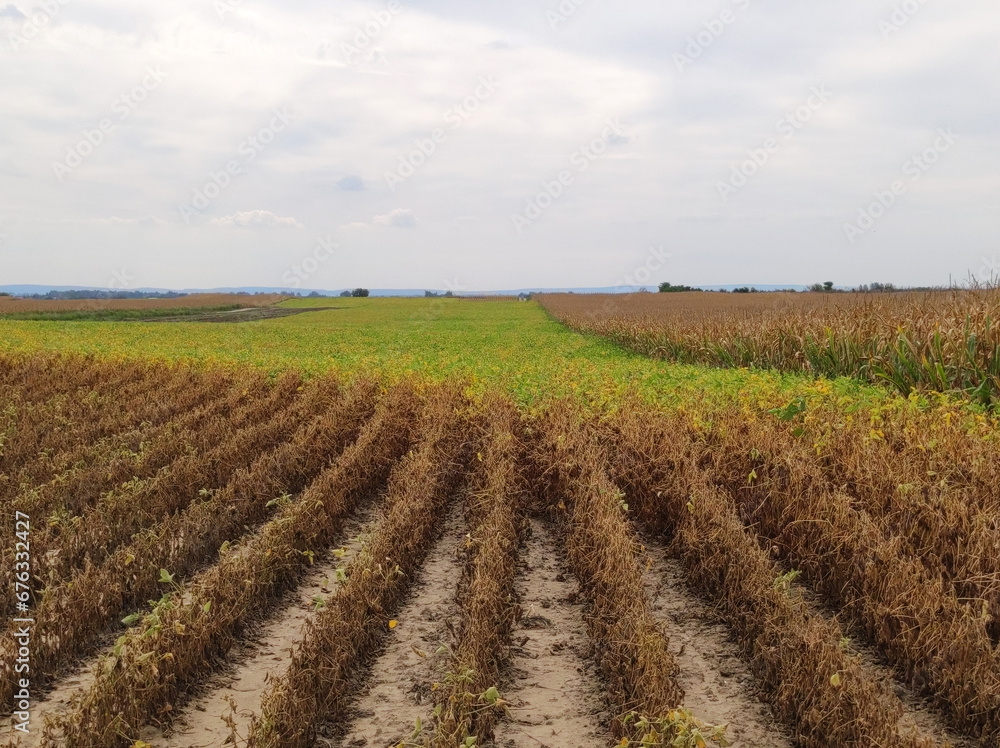 ripe soybean field in bright autumn day in Vojvodina ripe soybean field in bright autumn day in Vojvodina