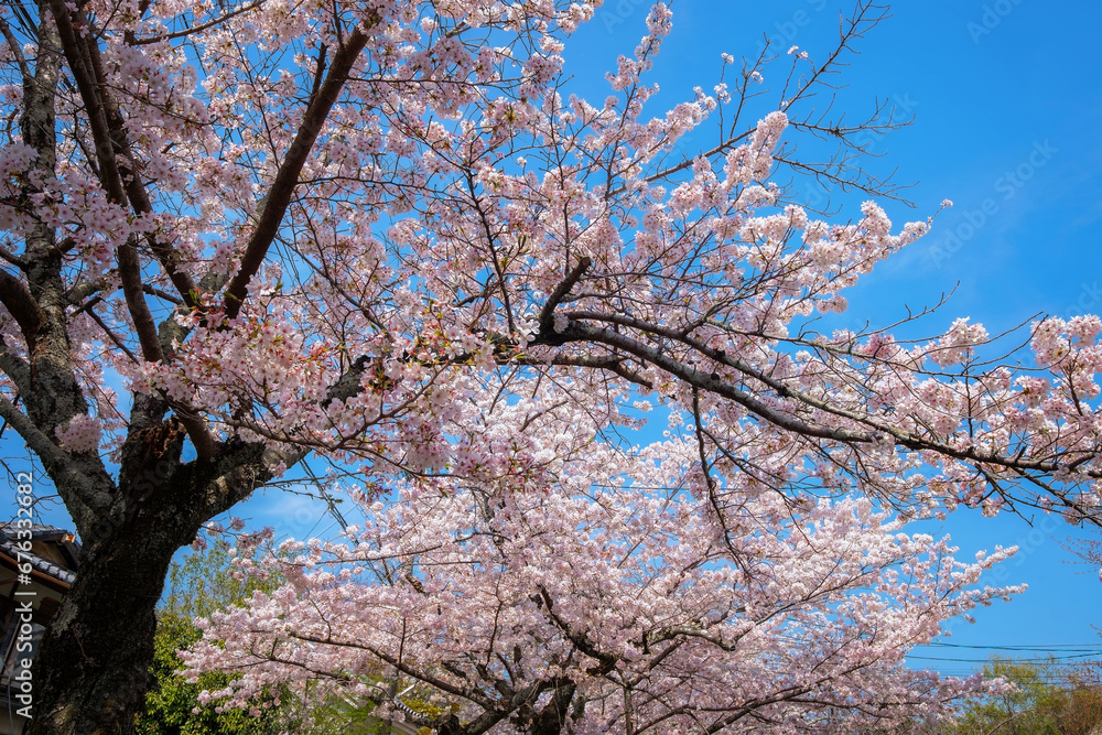 Kyoto, Japan - March 30 2023: The Philosopher's Path is a stone path through the northern part of Kyoto's Higashiyama district. The path follows a canal which is lined by hundreds of cherry trees