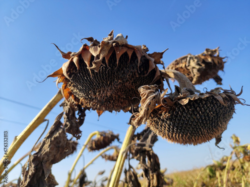 ripe sunflower field before the harvest in Vojvodina