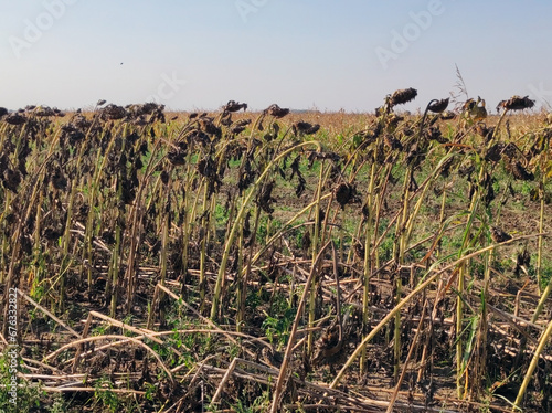 ripe sunflower field before the harvest in Vojvodina