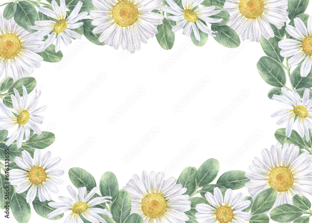 Daisy flower rectangular Frame border. Watercolor botanical illustration of white Chamomile. Hand drawn bouquet on isolated background. Drawing of floral template for cards and wedding invitations