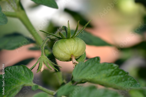  Tomato plant with unripe fruit