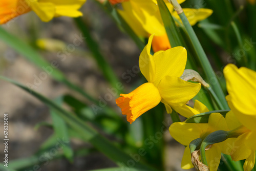 Daffodil Jetfire flower photo