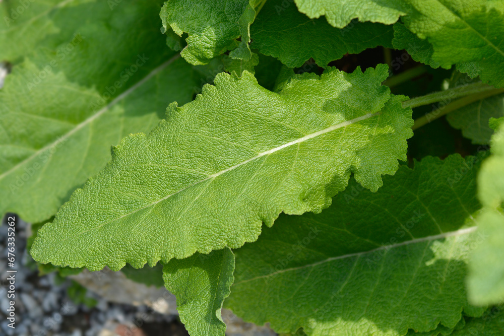 Iranian sage leaves Iranian sage leaves