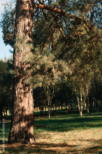 pine tree near a field  autumn landscape